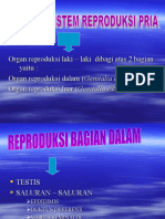 ANATOMI - SISTEM - REPRODUKSI - PRIA - Buk Wirda