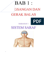 Sistem Saraf