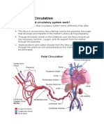 Fetal Circulation