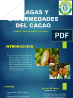 Plagas y Enfermedades Del Cacao