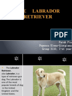 The Labrador Retriever Project English