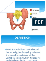DEFINITION of Pelvis