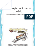 Semiologia Do Sistema Urinário