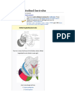 Medial Longitudinal Fasciculus