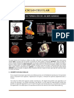 ciclo cELULAR
