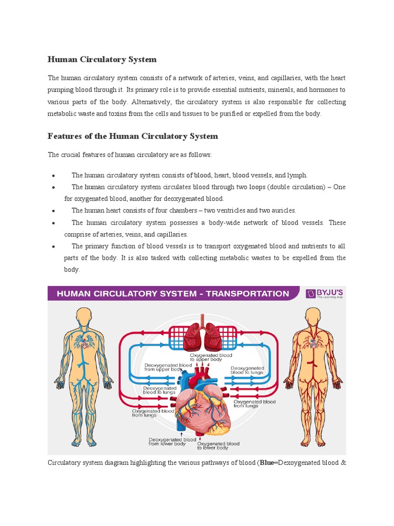 Overview of the Human Circulatory System | PDF | Circulatory System ...