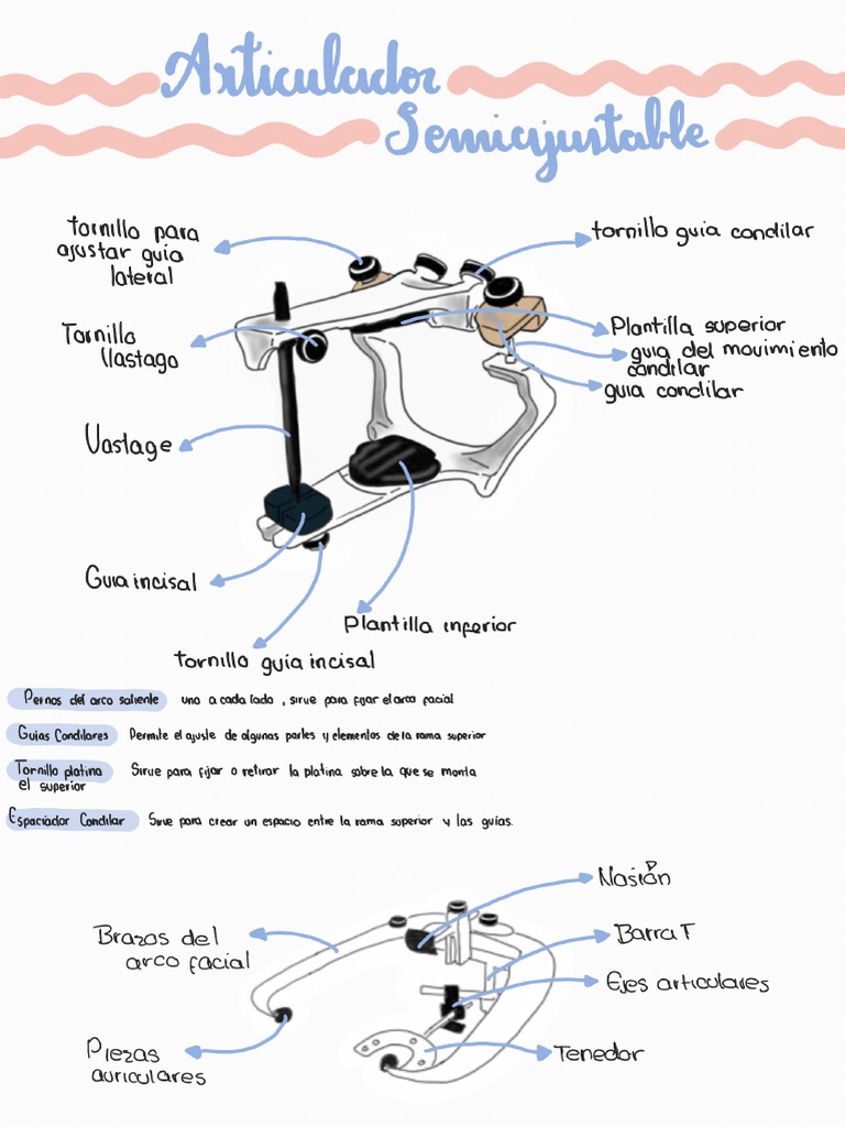 Articulador Semiajustable | PDF