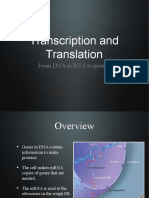 Transcription and Translation: From DNA To RNA To Protein