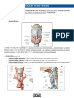 Tiroides y Paratiroides