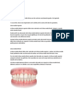 Anatomía Dental