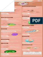 Plasma Membrane Endoplasmic Re Culum: Structure & Composi On