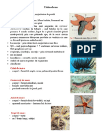 17-24 Echinoderme. Vertebrate