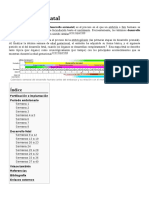 Desarrollo Prenatal