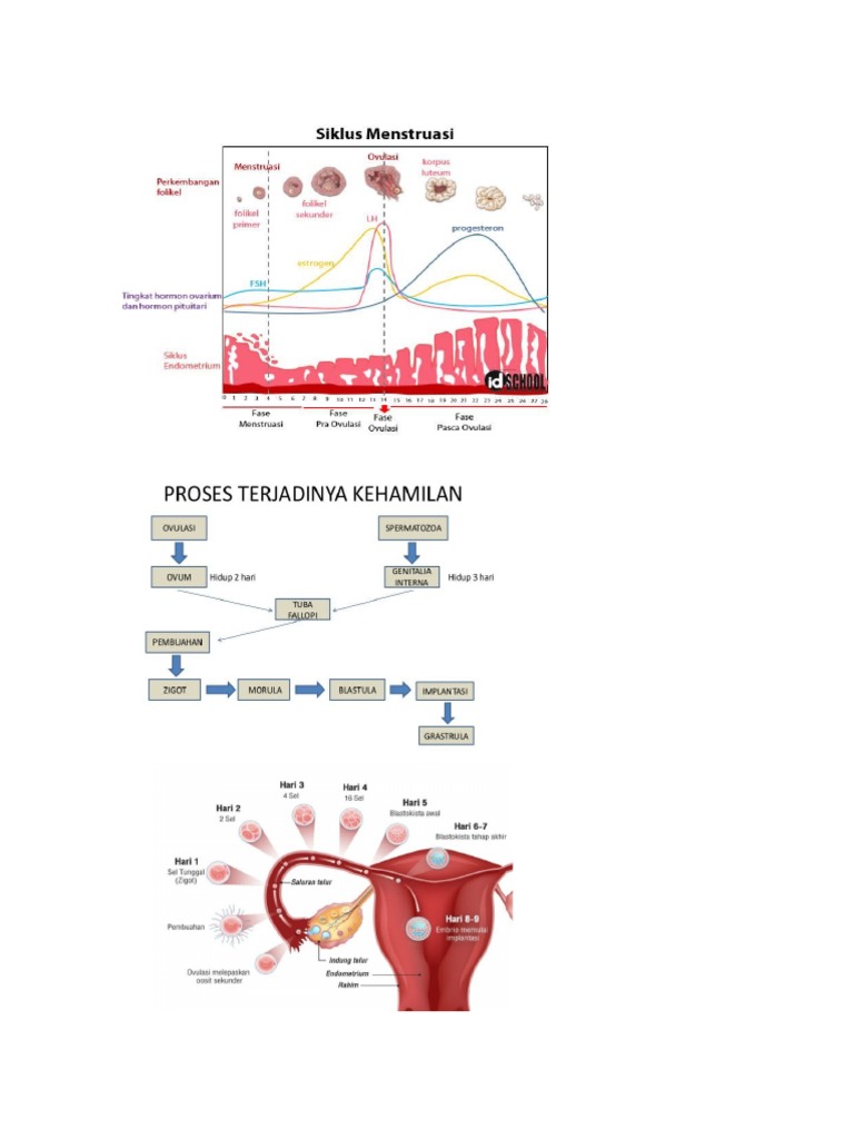 Gambar Diagram Menstruasi Dan Kehamilan | PDF