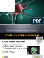 273768091-Neuroanatomia Diapo