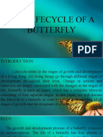 The Lifecycle of A Butterfly