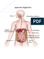 aparato digestivo