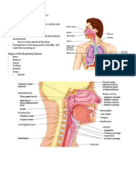 BIO 160 The Respiratory System - Part I Objectives