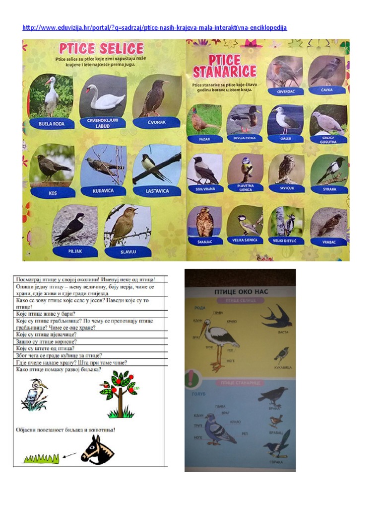 птице | PDF