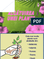 Organele Unei Plante