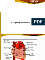 6.3.1(path) Inflammtion of heart presenttion