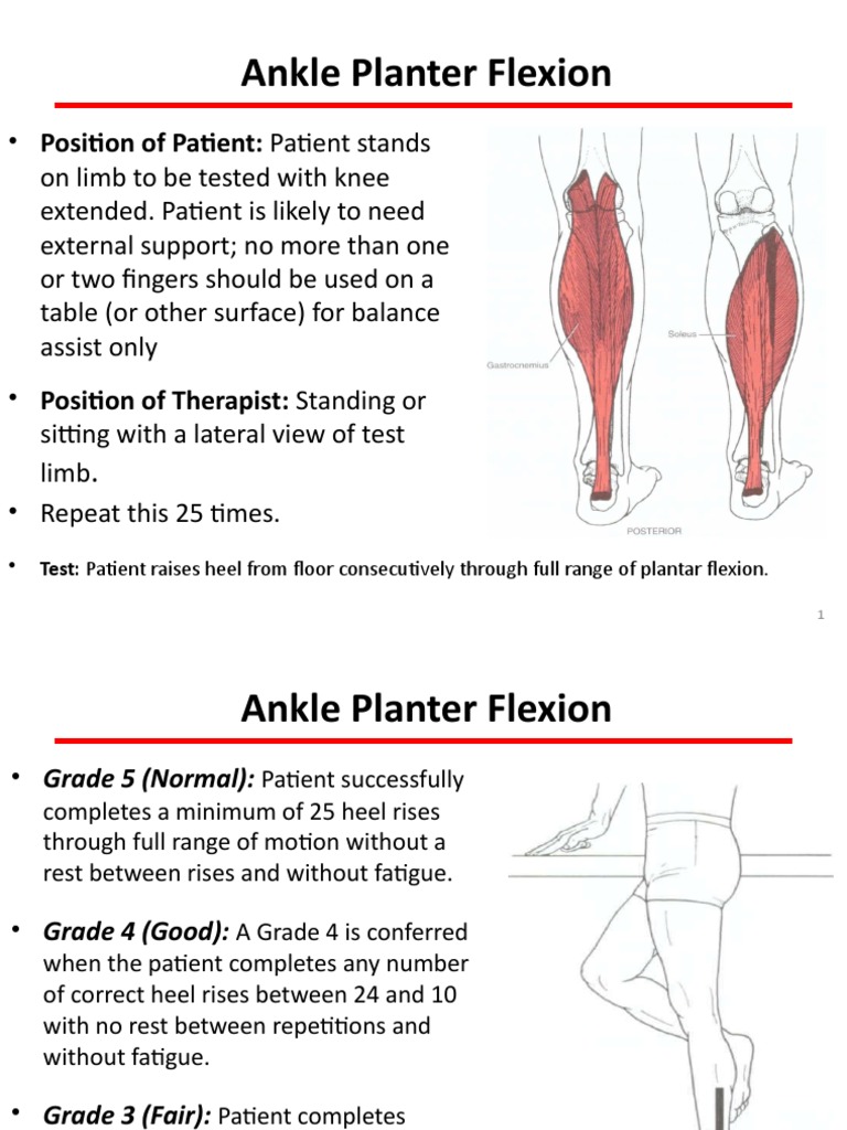 Ankle Plantar Flexion MMT Guidelines | PDF | Anatomical Terms Of Motion ...