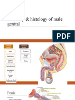 Anatomy & Histology of Male Genital