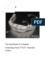 Hyoid Bone: The Hyoid Bone Is U-Shaped. It Develops From 2 & 3 Branchial Arches