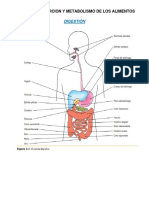 Digestion Absorcion Metabolismo