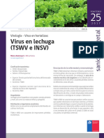 Ficha 25 Virus en Lechuga