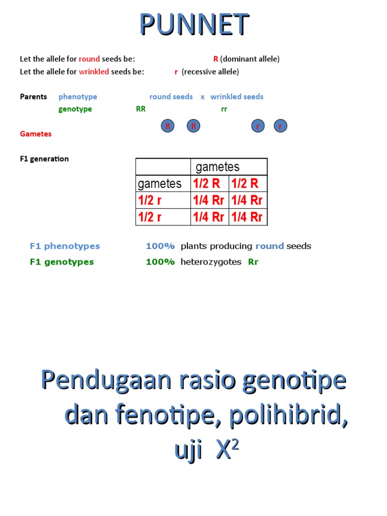 Pendugaan Rasio Genotipe Dan Fenotipe, Polihibrid, Chi Square | PDF ...