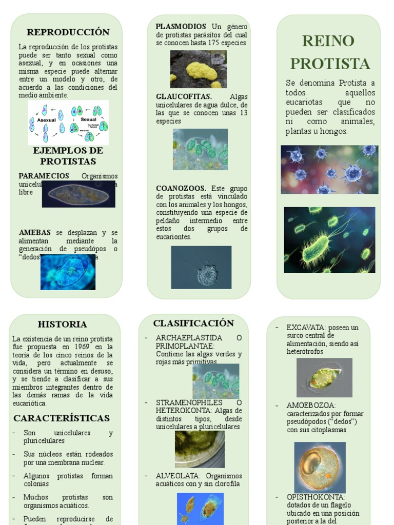 Folleto Reino Protista Darwin | PDF | Algas | Eucariotas