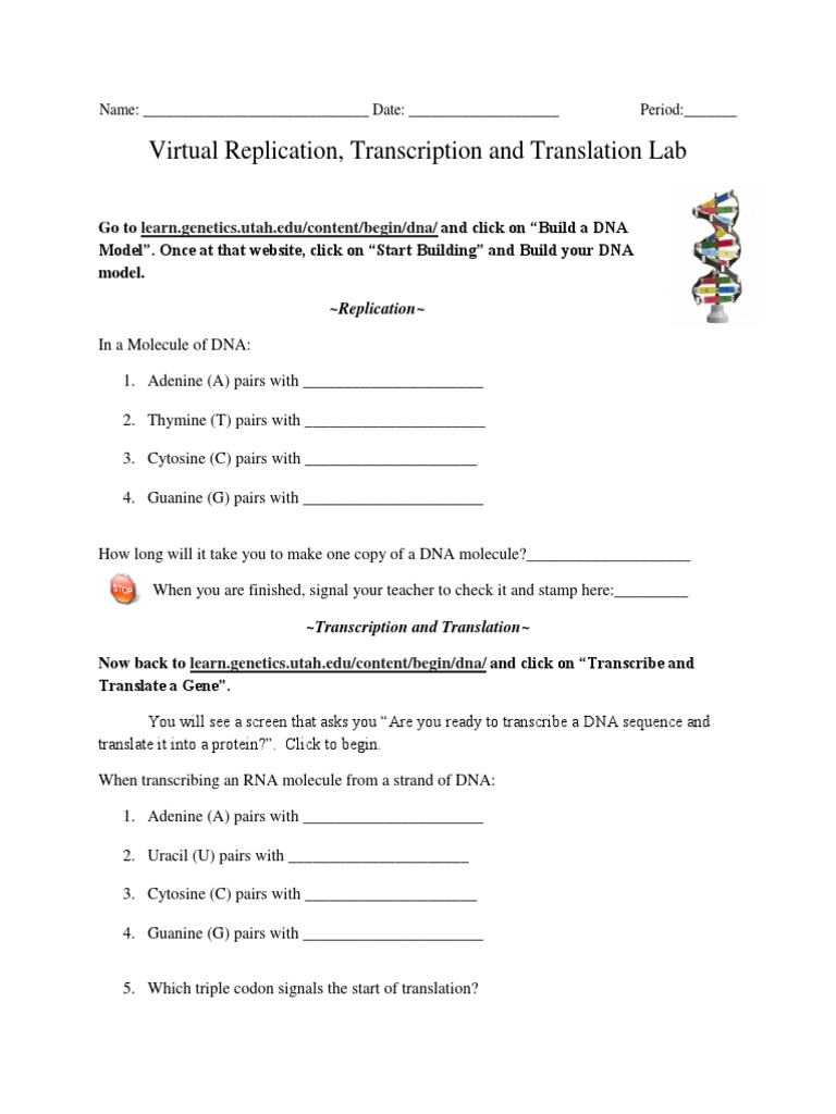 Transcription and Translation VIrtual Lab Worksheet1 PDF