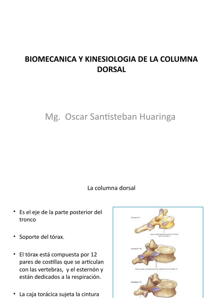 Biomecanica y Kinesiologia de La Columna Dorsal | PDF | Tórax | La ...
