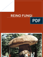 Reino Fungi