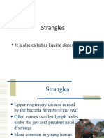 Strangles and Glanders