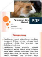 Penanganan Hewan Coba Marmut Cavia Porcellus 151108073955 Lva1 App6892