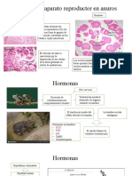 Anatomía Del Aparato Reproductor en Anuros Fecundacion