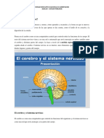 El Cerebro