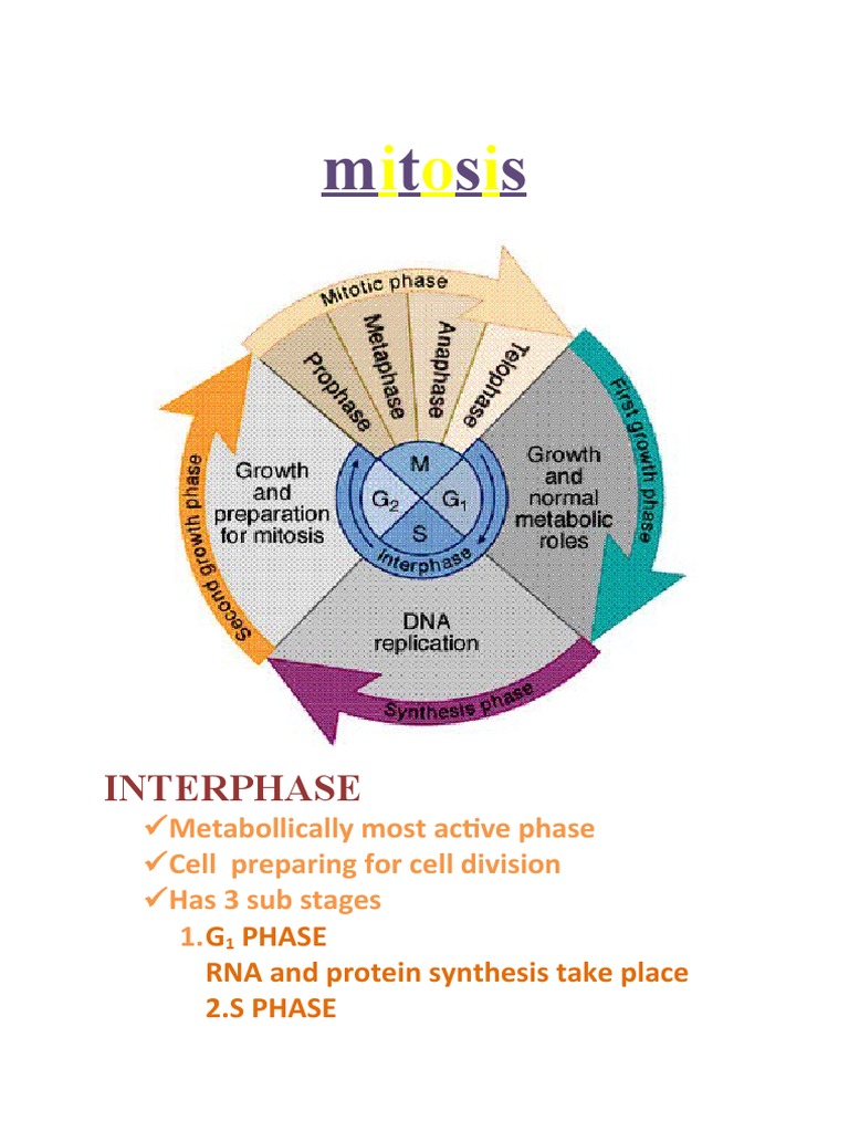 M T S S: Interphase | PDF | Art | Wellness
