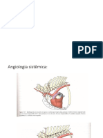 Aula 2 - Anatomia CArdiovascular Angiologia