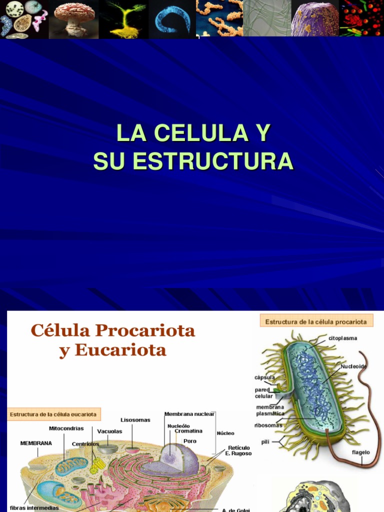 Estructura y Tipos de Células | PDF | Biología Celular) | Eucariotas