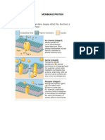 Membrane Protein