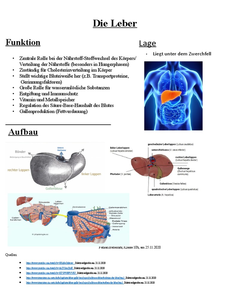 Die Leber | PDF
