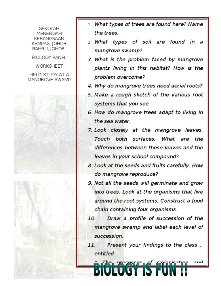 Worksheet Mangrove Swamp | PDF | Mangrove | Trees