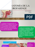 Anatomía de La Orofaringe