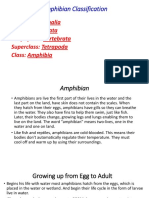 Amphibian Classification: Kingdom: Animalia Phylum: Chordata Subphylum: Vertebrata Superclass: Tetrapoda Class: Amphibia