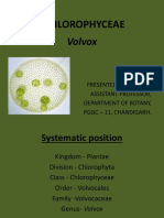 Chlorophyceae: Volvox
