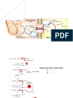 17 Oxidation of Fatty Acids