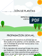 Reproducción asexual y sexual en plantas